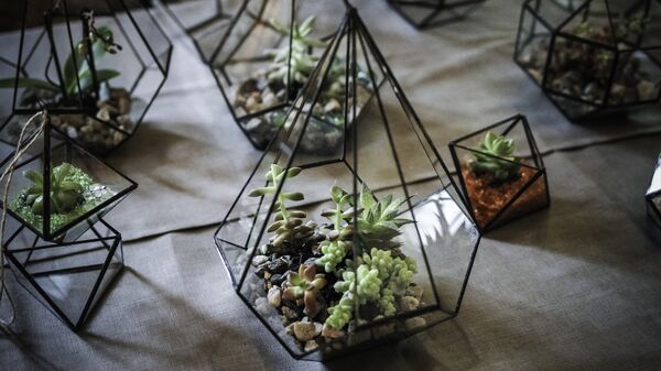 Стеклянные флорариумы Pastel Стеклянные флорариумы Pastel - Sputnik Латвия