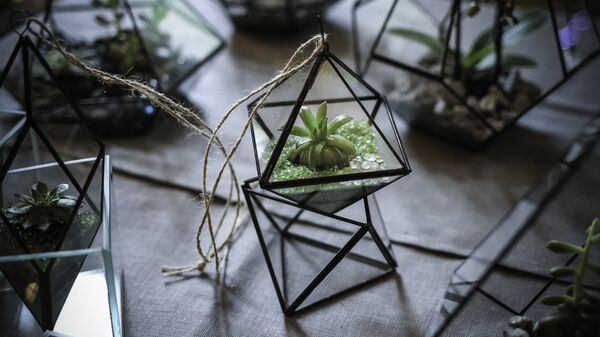 Стеклянные флорариумы Pastel Стеклянные флорариумы Pastel - Sputnik Латвия