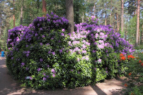 Куст рододендронов, посаженный Рихардом Кондратовичем в 1978 году. Куст рододендронов, посаженный Рихардом Кондратовичем в 1978 году. - Sputnik Латвия