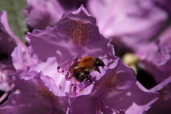 Шмель – самое главное насекомое для рододендронов Шмель – самое главное насекомое для рододендронов - Sputnik Латвия
