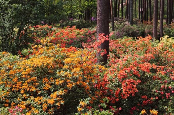 Рододендроновые сады около пруда Рододендроновые сады около пруда - Sputnik Латвия