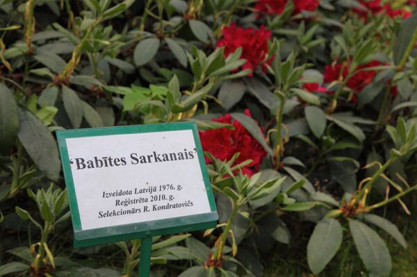 Бабитский красный - сорт, выведенный Рихардом Кондратовичем в 1976 году Бабитский красный - сорт, выведенный Рихардом Кондратовичем в 1976 году - Sputnik Латвия