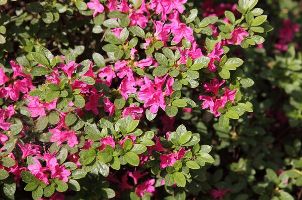 Дикий латвийский багульник – тоже часть коллекции Дикий латвийский багульник – тоже часть коллекции - Sputnik Латвия