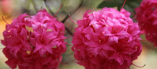 Рододендроны в Бабите Рододендроны в Бабите - Sputnik Латвия