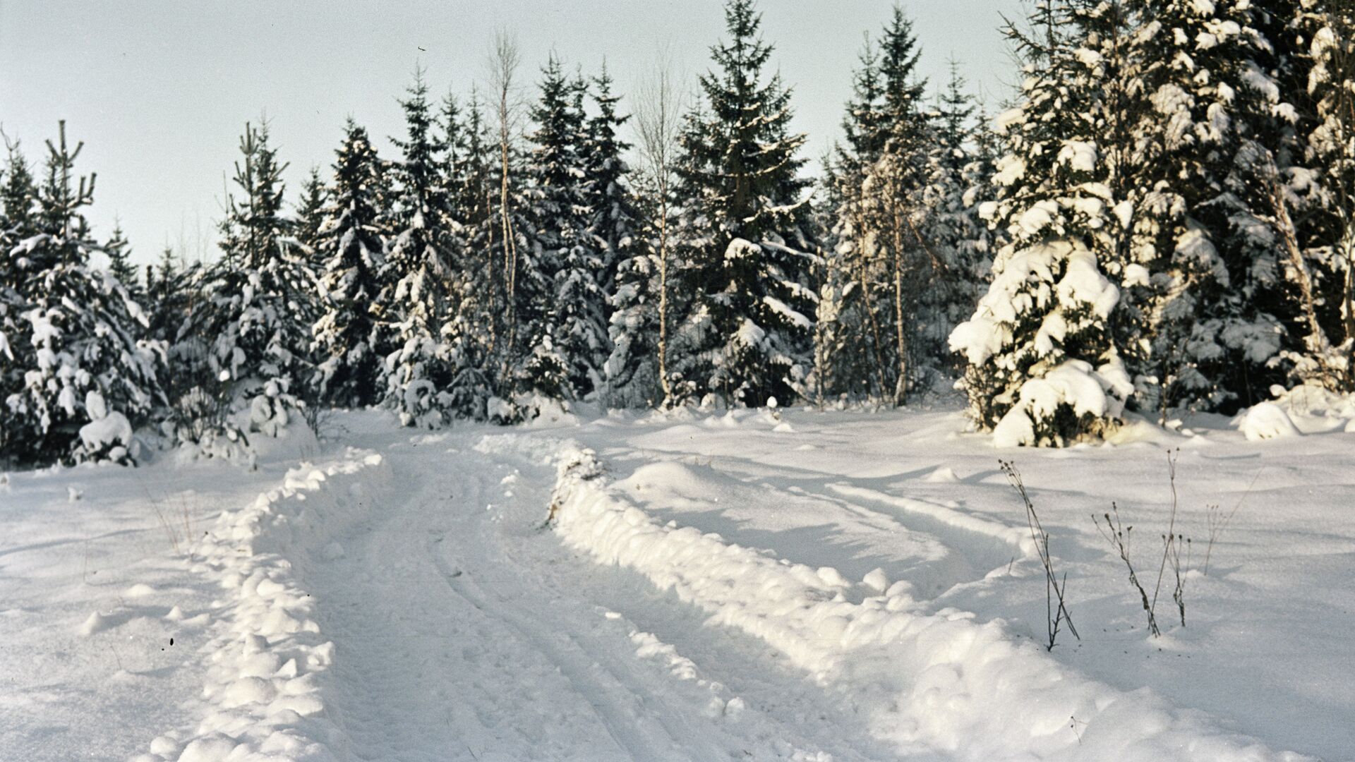 Лес зимой - Sputnik Латвия, 1920, 08.12.2021