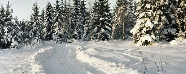 Лес зимой Лес зимой - Sputnik Латвия