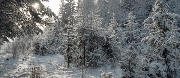 Зимний пейзаж - Sputnik Latvija
