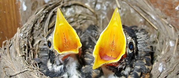 Птенец - Sputnik Латвия