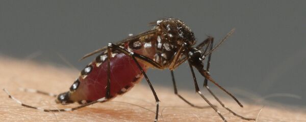 Комар перед укусом. - Sputnik Latvija