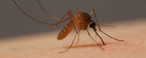 Комар впивается в кожу человека. Комар впивается в кожу человека. - Sputnik Latvija