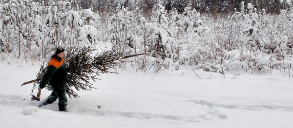 Заготовка новогодних елок Заготовка новогодних елок - Sputnik Latvija