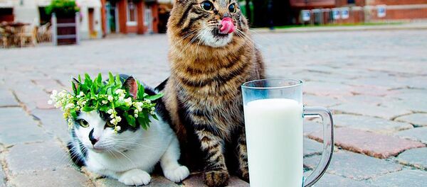 Официальные рижские коты - Кузя и Мурис - Sputnik Латвия