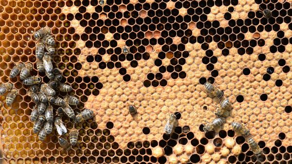 Пчелы в рамочном улье на пасеке - Sputnik Латвия