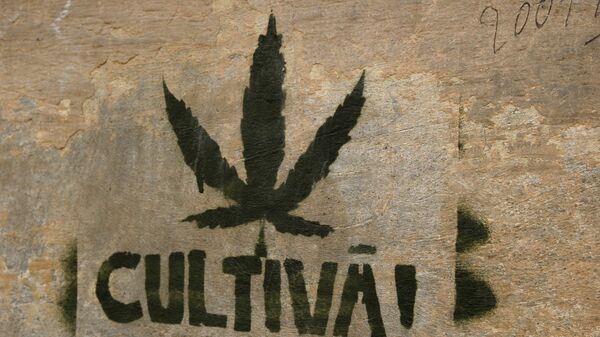 Штамп марихуаны на стене - Sputnik Latvija
