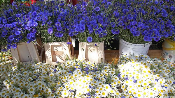 Травяной рынок - местами еще и цветочный - Sputnik Латвия