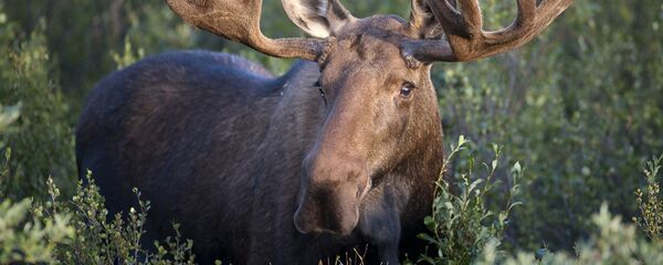 Лось Лось - Sputnik Латвия