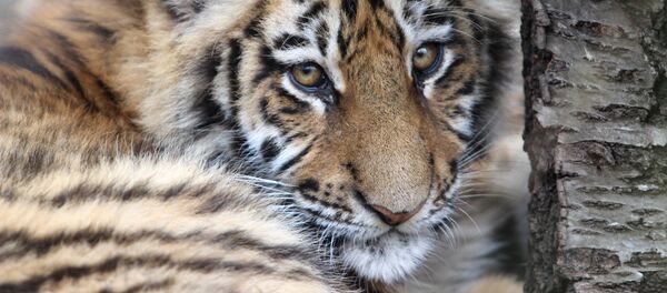 Парк львов в Крыму - Sputnik Латвия