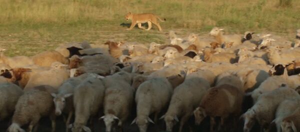 Львица-пастух, или Как Машка охраняет овец на ферме в Дагестане Львица-пастух, или Как Машка охраняет овец на ферме в Дагестане - Sputnik Латвия