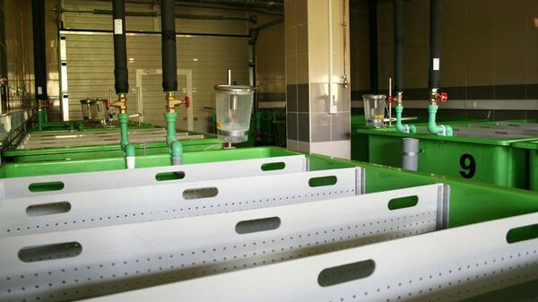 В лаборатории аквакультуры - Sputnik Латвия