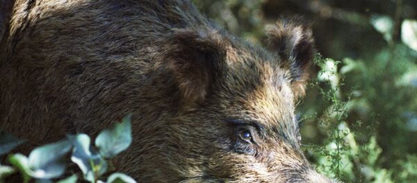 Кабан-секач Кабан-секач - Sputnik Латвия