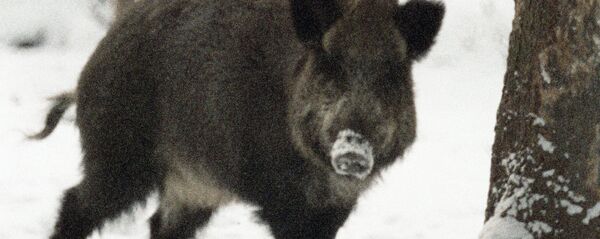 Mežacūka. Foto no arhīva Mežacūka. Foto no arhīva - Sputnik Latvija