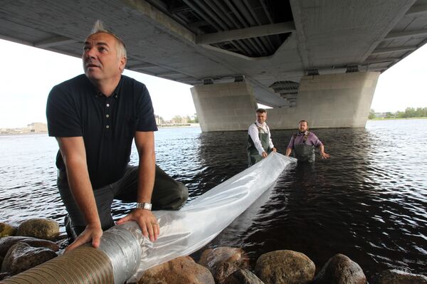 Руководство Департамента жилья и среды Рижской думы запустило в Даугаву 3 тысячи мальков озерного сига - Sputnik Латвия