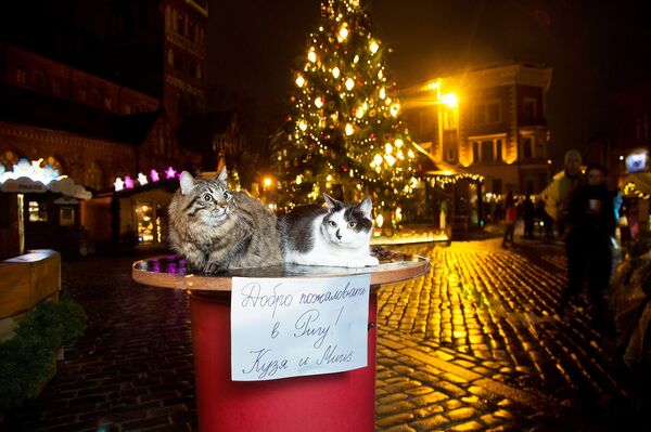 Караул! Паника в соцсетях: коты Ушакова едва не лишились отца и опекуна - Sputnik Латвия