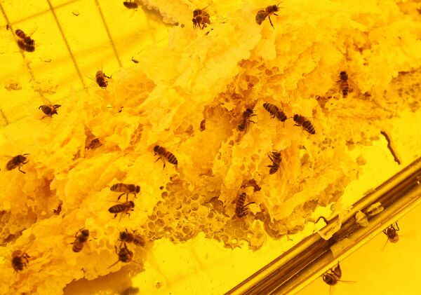 Обычная для Латвии пасека — в 200-300 ульев, а попадаются и такие, где есть и 500, и даже тысяча - Sputnik Латвия