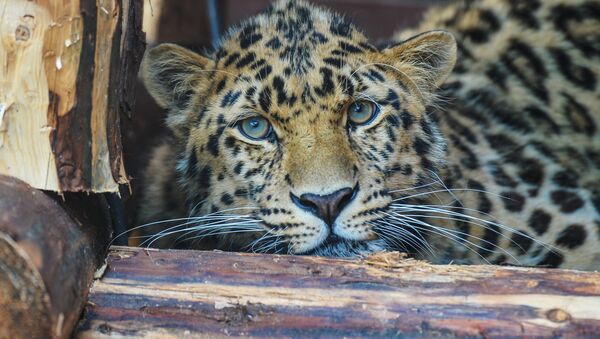 Дальневосточного леопарда привезли в Центр воспроизводства редких видов животных Московского зоопарка - Sputnik Латвия