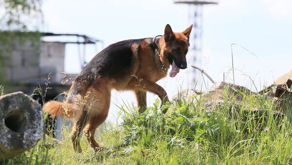 Собака во время поиска пострадавших - Sputnik Latvija