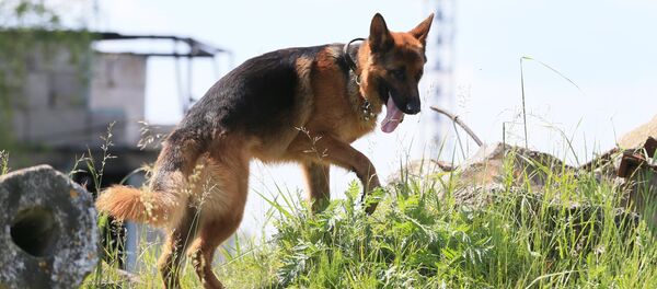 Собака во время поиска пострадавших Собака во время поиска пострадавших - Sputnik Latvija