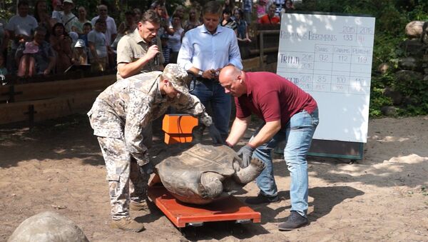 Традиция Рижского зоопарка - ежегодное взвешивание галапагосских черепах - Sputnik Латвия