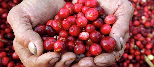 Dzērvene. Foto no arhīva - Sputnik Latvija