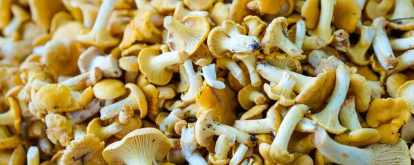 Грибы лисички - Sputnik Латвия