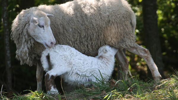 Овца с ягненком - Sputnik Латвия