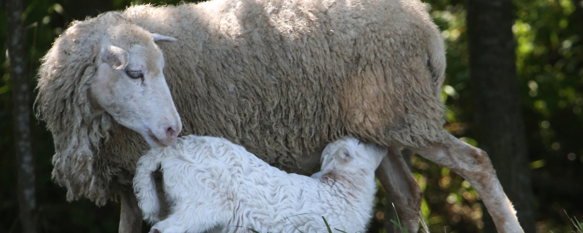 Овца с ягненком - Sputnik Латвия, 1920, 26.03.2026