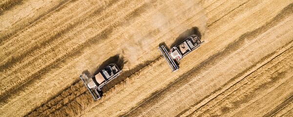 Уборка пшеницы - Sputnik Латвия