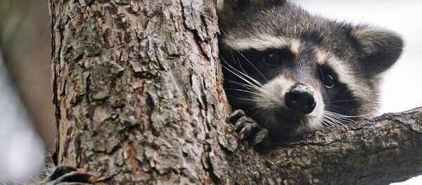 Енот-полоскун - Sputnik Латвия