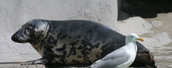 Тюлень в зоопарке. - Sputnik Латвия