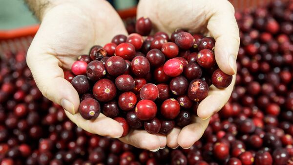 Та самая клюква из йогурта Путина - Sputnik Латвия