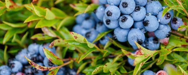 Черника Черника - Sputnik Latvija