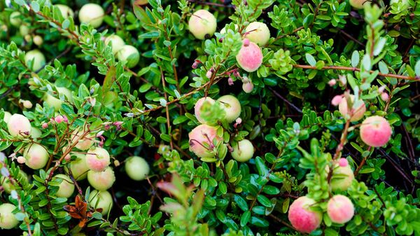 Клюква поспеет к середине сентября - Sputnik Латвия