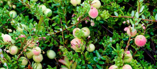 Клюква поспеет к середине сентября - Sputnik Латвия