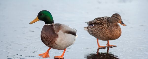 Утки - Sputnik Латвия