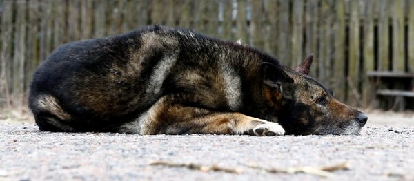 Собака лежит на дороге в деревне Талговичи, расположенной в зоне отчуждения Чернобыльской АЭС - Sputnik Латвия