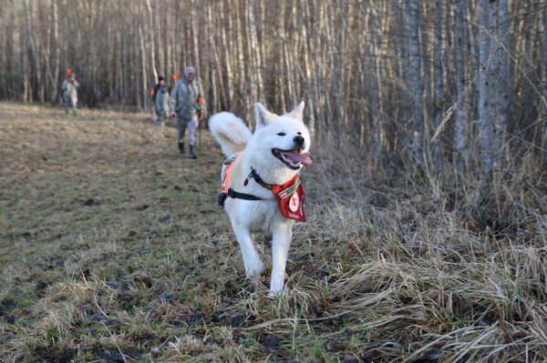 Опытный помощник в поисковой работе - Sputnik Латвия