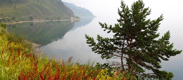 Кедр на берегу Байкала - Sputnik Латвия