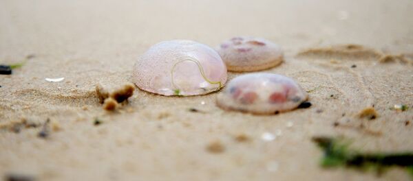 Aurelia aurita или Ушастая медуза - Sputnik Латвия