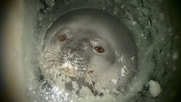 Тюлень Тюлень - Sputnik Латвия