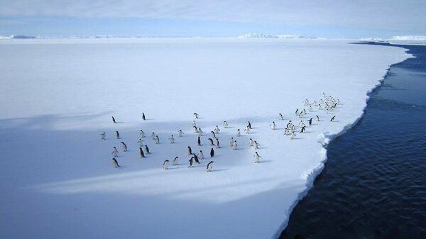 Колония пингвинов Колония пингвинов - Sputnik Латвия